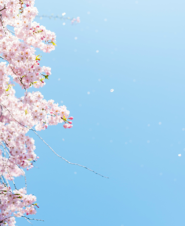 画像:青空と桜